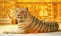 ไทเกอร์จังเกิลแอดเวนเจอร์